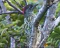 Knysna Woodpecker